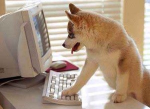 poze-haioase-poze-animale-amuzante-caini-internet-animalici